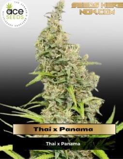Thai x Panama (Regular) (space) Ace Seeds