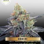 CBD #1 (Feminized) - Ace Seeds