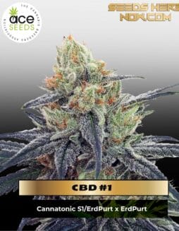 CBD #1 (Feminized) (space) Ace Seeds