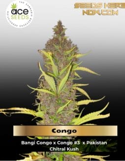 Congo (Feminized) (space) Ace Seeds