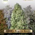 ACE Mix (Regular) - Ace Seeds
