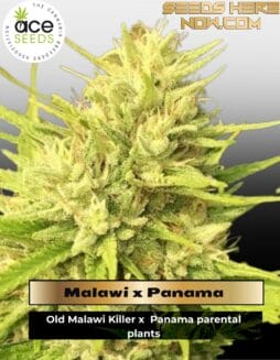 Malawi x Panama (Feminized) (space) Ace Seeds