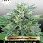 Panama x Bangi Haze (Regular) - Ace Seeds