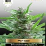 Panama (Regular) - Ace Seeds