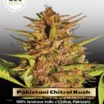 Pakistani Chitral Kush (Feminized) - Ace Seeds