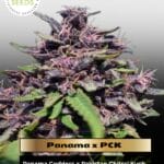 Panama x PCK (Feminized) - Ace Seeds