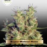Super Malawi Haze (Feminized) - Ace Seeds