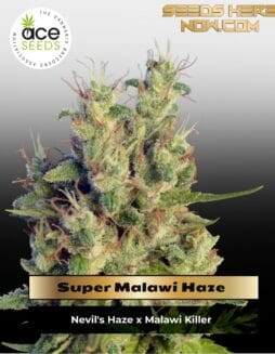 Super Malawi Haze (Regular) (space) Ace Seeds