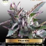 Thai Chi (Feminized) - Ace Seeds