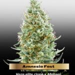 Amnesia Fast (Feminized) - Advanced Seeds