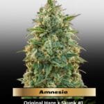 Amnesia (Feminized) - Advanced Seeds