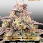 Animal Zookies (Feminized) - Advanced Seeds