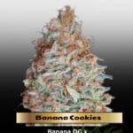 Banana Cookies (Feminized) - Advanced Seeds