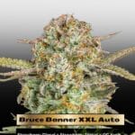 Bruce Banner XXL Auto (Feminized) - Advanced Seeds
