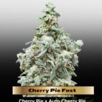 Cherry Pie Fast (Feminized) - Advanced Seeds