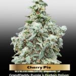 Cherry Pie (Feminized) - Advanced Seeds