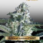 Critical Lemon FAST (Feminized) - Advanced Seeds