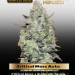 Critical Mass Auto (Feminized) - Advanced Seeds