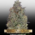 Critical Purple Kush (Feminized) - Advanced Seeds