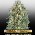 Gelato #33 Auto (Feminized) - Advanced Seeds
