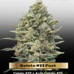 Gelato #33 Fast (Feminized) - Advanced Seeds