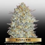 Gelato #33 (Feminized) - Advanced Seeds