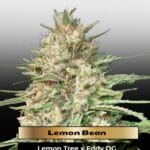 Lemon Bean (Feminized) - Advanced Seeds