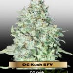 OG Kush SFV (Feminized) - Advanced Seeds