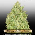 Pineapple Glue Auto (Feminized) - Advanced Seeds