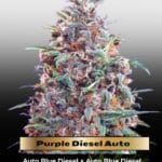 Purple Diesel Auto (Feminized) - Advanced Seeds