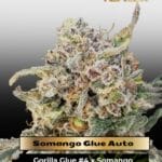 Somango Glue Auto (Feminized) - Advanced Seeds