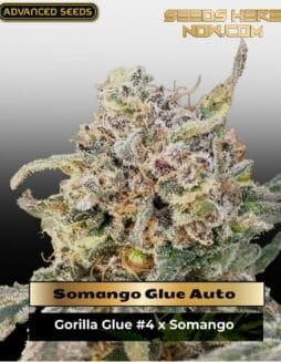 Somango Glue Auto (Feminized) (space) Advanced Seeds