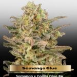 Somango Glue (Feminized) - Advanced Seeds