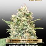 Strawberry Banana (Feminized) - Advanced Seeds