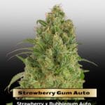 Strawberry Gum Auto (Feminized) - Advanced Seeds