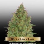 Strawberry Gum (Feminized) - Advanced Seeds