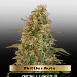 Zkittlez Auto (Feminized) - Advanced Seeds