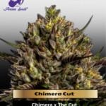 Chimera Cut (Feminized) - Anesia Seeds