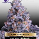Epic Buzz Auto (Feminized) - Anesia Seeds