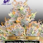 Future #1 (Feminized) - Anesia Seeds