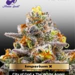 Imperium X Auto Feminized Seeds - Anesia Seeds