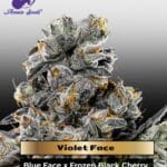Violet Face (Feminized) - Anesia Seeds