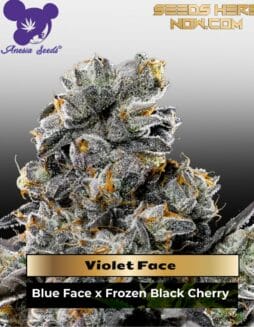 Violet Face (Feminized) (space) Anesia Seeds