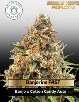 Banjerine FAST (Feminized) (space) Atlas Seed