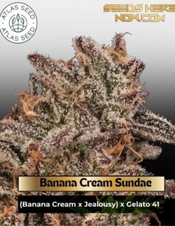 Banana Cream Sundae (Feminized) (space) Atlas Seed