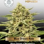 Blue Dream Auto (Feminized) - Atlas Seed