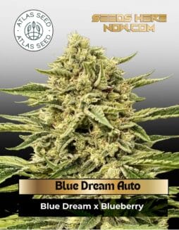 Blue Dream Auto (Feminized) (space) Atlas Seed