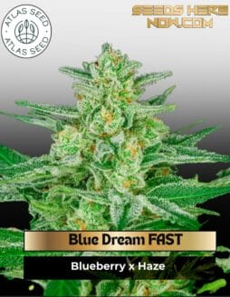 Blue Dream FAST (Feminized) (space) Atlas Seed