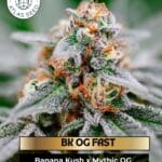 BK OG FAST (Feminized) - Atlas Seed