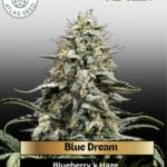 Blue Dream (Feminized) - Atlas Seed